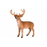 Venado de cola blanca