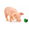 Cerdito comiendo