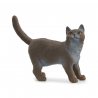 Gato británico de pelo corto
