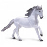 Lusitano Gris