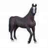 Semental Arabe negro