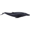 Ballena jorobada