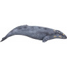 Ballena Gris