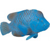 Groper azul