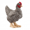 Plymouth Rock Chicken