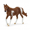 Yegua Paint Horse