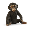 Cría de chimpancé