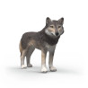 Lobo americano