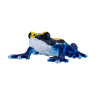 Rana dardo venenosa azul