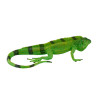 Iguana