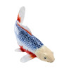 Carpa Koi - Asagi