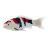 Carpa Koi - Showa Sanshoku