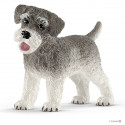 Schnauzer miniatura