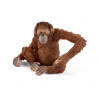 ORANGUTÁN HEMBRA