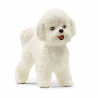 Bichón Frisé