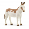 Burro americano, moteado