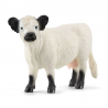 Vaca Galloway