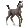 Potro Cheval de Selle Français