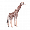 Jirafa Macho
