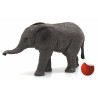 Cría de elefante africano